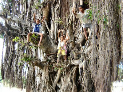 木に登る子どもたち