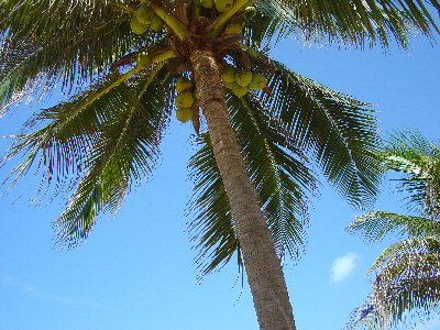 椰子の木の下で