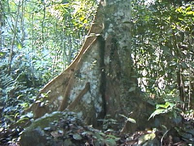 ジャングルの木の根